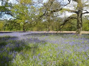 Ryton Bluebell Woods